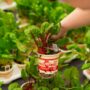 Swiss Chard – Ruby Red – 4″ Pot